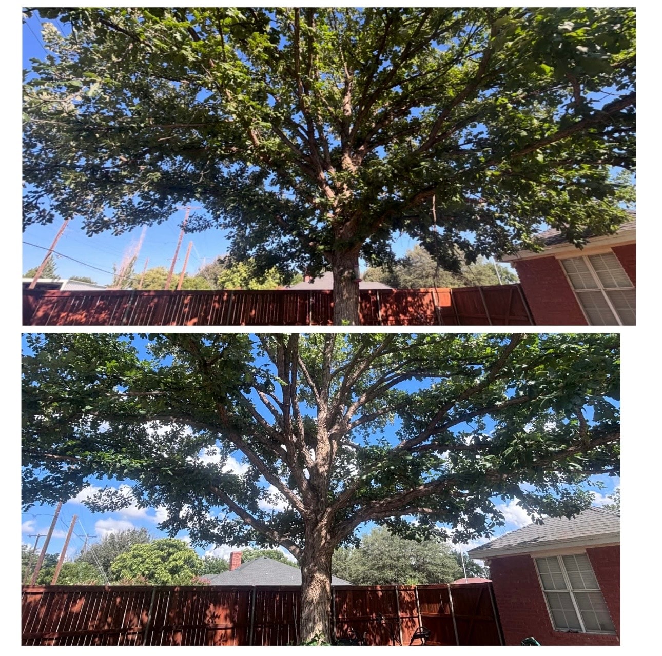 Trimming & Pruning